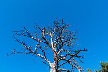 Image showing Old dead pine tree