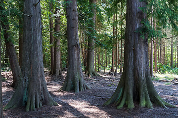 Image showing Big Thuja trees in a forest