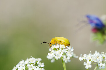 Image showing Yellow beetle on a white flower