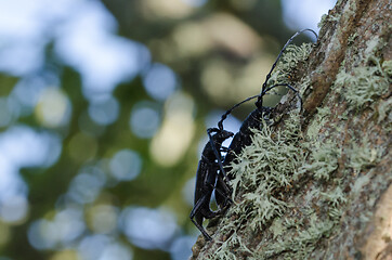 Image showing Capricorn beetle copulation