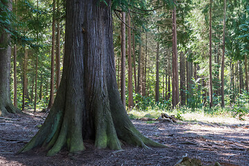 Image showing Huge Thuja tree in a forest