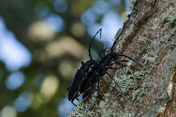 Image showing Close up oc Capricorn Beetles mating