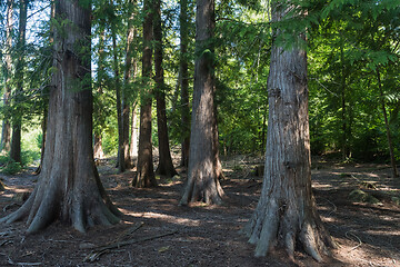 Image showing Big thuja trees in a forest