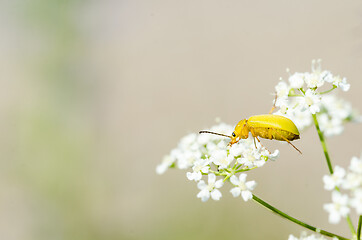 Image showing Yellow beetle close up