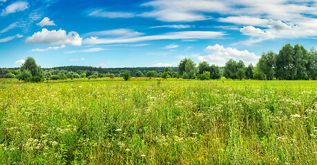 Image showing Forest and field