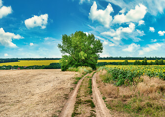 Image showing Country road and tree