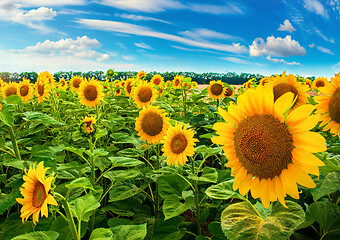 Image showing Sunflower field in day