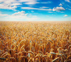 Image showing Beautiful wheat field