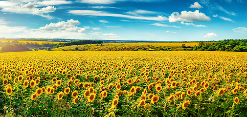 Image showing Blooming sunflower field