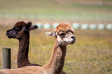 Image showing Alpaca animal in New Zealand