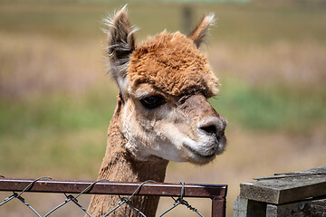 Image showing Alpaca animal in New Zealand