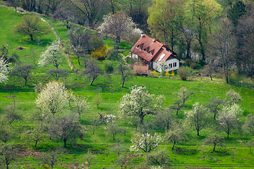 Image showing green meadow with blossoming trees and houses