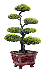 Image showing Bonsai tree isolated over white