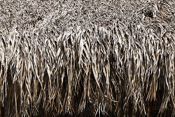 Image showing Thatched roof texture