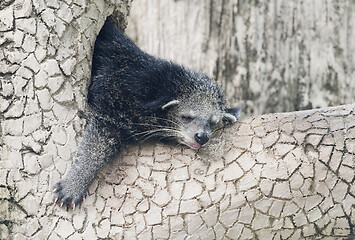 Image showing Sleeping binturong on a tree