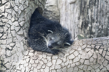 Image showing Sleeping binturong on a tree