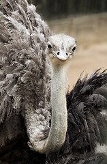 Image showing Ostrich looking at camera