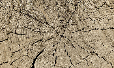 Image showing Natural old wooden texture with rings and cracks pattern