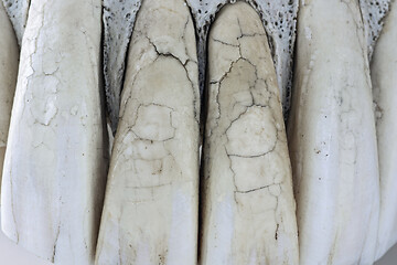 Image showing detail of cracked horse teeth