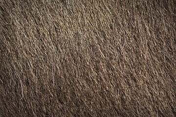 Image showing donkey textured fur for your design