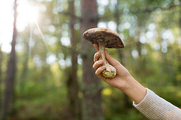 Image showing close up of female hand with mushroom in forest