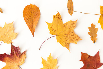 Image showing dry fallen autumn leaves on white background