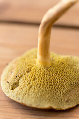 Image showing close up of suillus bovinus mushroom