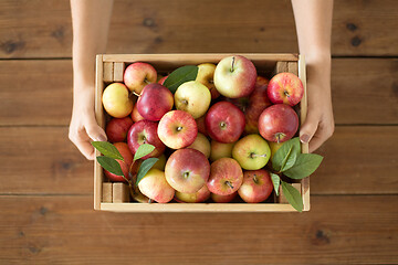 Image showing woman with wooden box of ripe apples