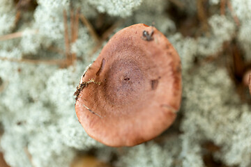 Image showing lactarius rufus mushrooms in reindeer lichen moss