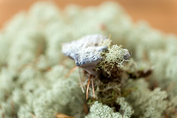 Image showing hydnellum fungus on reindeer lichen moss