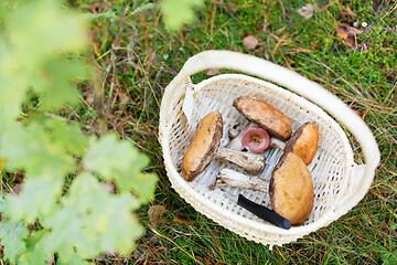 Image showing basket of mushrooms and knife in autumn forest