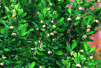 Image showing Blooming Japanese Barberry Bush In The Spring Garden