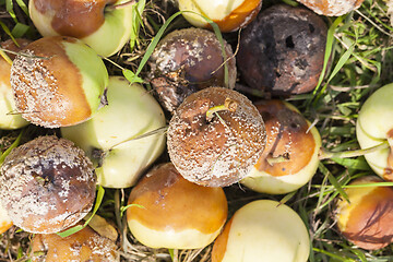 Image showing rotten apples, close-up