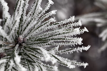 Image showing Needles in the frost