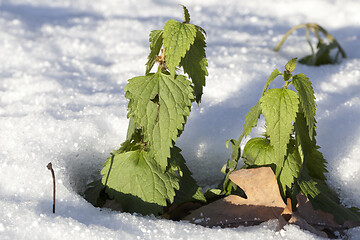 Image showing Winter time, close-up