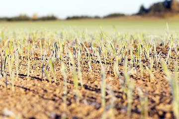 Image showing green wheat in frost, close-up