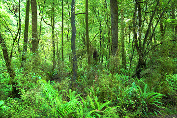 Image showing Jungle New Zealand