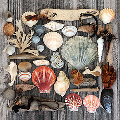 Image showing Natural Seaside Treasure with Seashells Driftwood and Seaweed