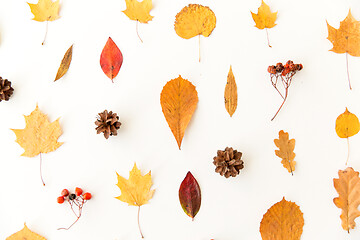 Image showing dry autumn leaves, rowanberries and pine cones