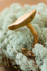 Image showing suillus bovinus mushroom in reindeer lichen moss