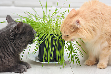 Image showing Two cats eat oats sprouted in a pot