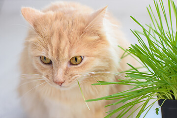 Image showing Domestic cat eats grass from sprouted oats