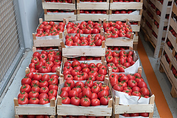 Image showing Wooden Crates Tomato
