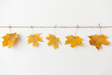 Image showing dry fallen autumn maple leaves on string