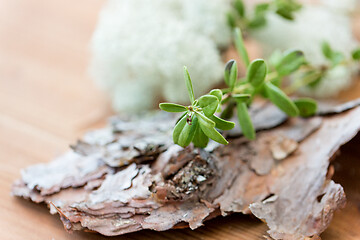 Image showing close up of cowberry plant and pine tree bark