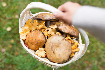 Image showing close up of woman picking mushrooms in forest