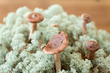 Image showing lactarius rufus mushrooms in reindeer lichen moss