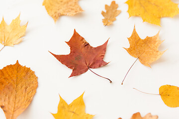 Image showing dry fallen autumn leaves on white background