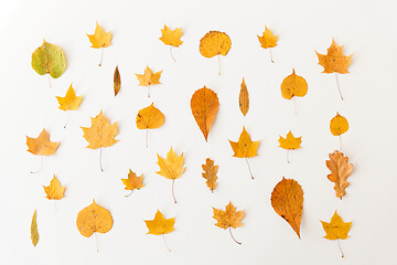 Image showing dry fallen autumn leaves on white background