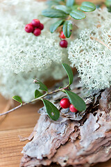 Image showing close up of cowberry and reindeer lichen moss